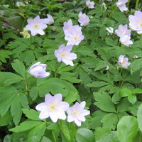 Anemone nemorosa 'Robinsoniana'